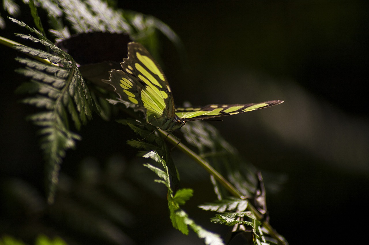 Exploring Symmetry: Butterfly Crafts for Kids